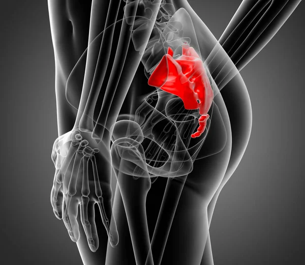 Rendered Illustration Female Sacrum Bone Side View — Stock Photo, Image