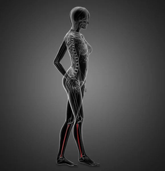 女性的腓骨骨 侧视图三维渲染的图 — 图库照片