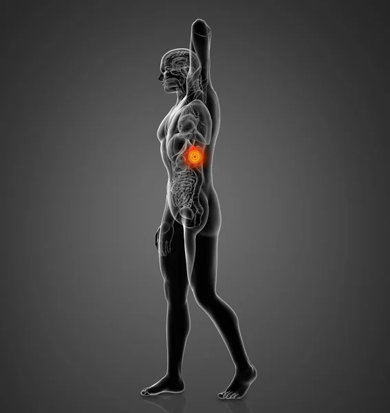 Rendered Illustration Male Spleen Side View — Stock Photo, Image