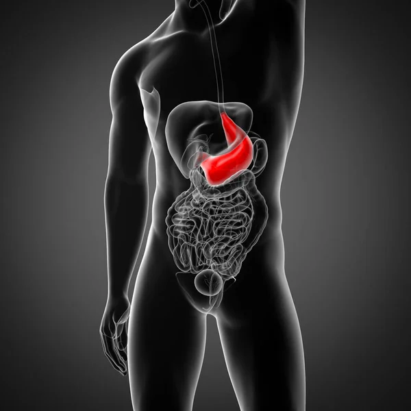 男性の胃 正面の レンダリングされた図 — ストック写真