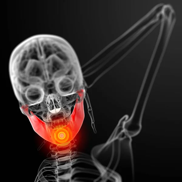 Weergegeven Illustratie Kaakbeen Vooraanzicht — Stockfoto