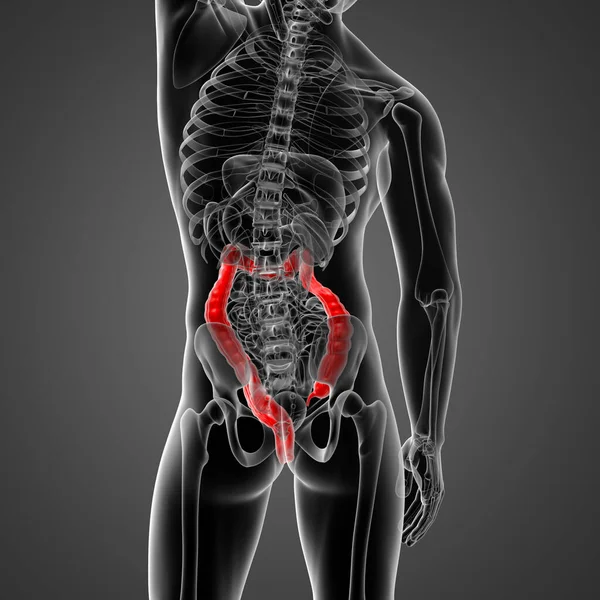 Rendered Illustration Male Larg Intestine Back View — Stock Photo, Image