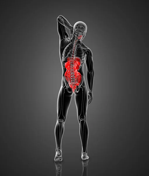 Render Medical Illustration Male Digestive System Back View — Stock Photo, Image