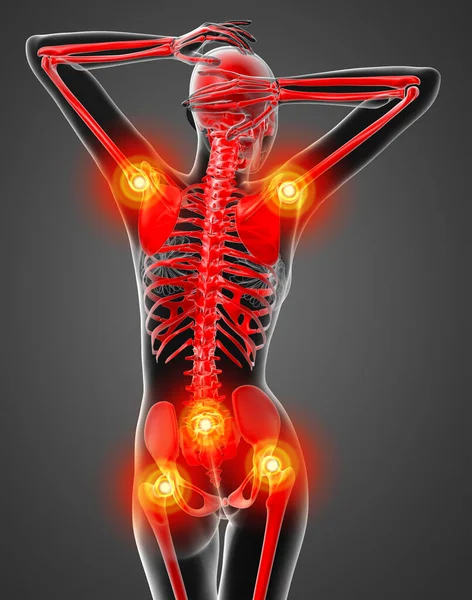 Återge Medicinsk Illustration Det Kvinnliga Skelettet Bakifrån — Stockfoto