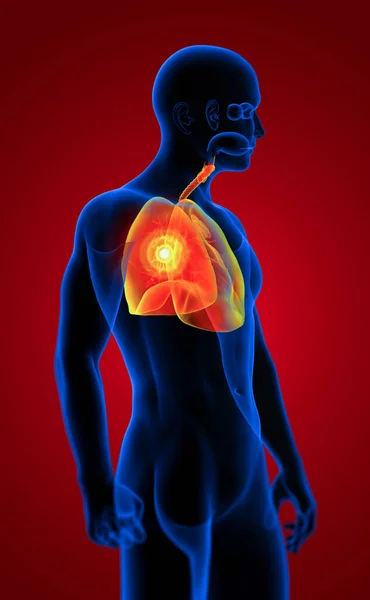 Ilustração Renderizada Sistema Respiratort Masculino Vista Lateral — Fotografia de Stock