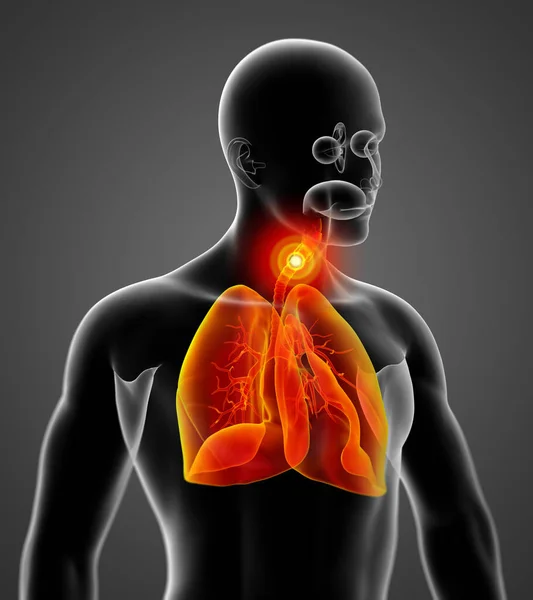 Illustration Système Respiratoire Masculin Vue Latérale — Photo