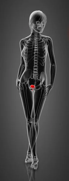Render Female Bladder Anatomy Ray Front View — Stock Photo, Image