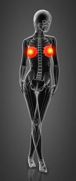 Vrouwelijke Borst Anatomie Ray Vooraanzicht — Stockfoto