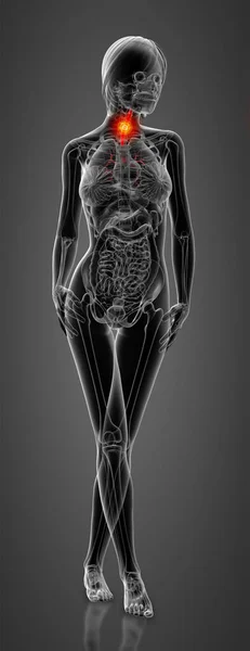 Weergegeven Van Vrouwelijke Anatomie Bronchi Vooraanzicht — Stockfoto