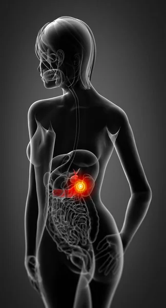 Rendering Illustrazione Della Cistifellea Femminile Del Pancreas Vista Posteriore — Foto Stock