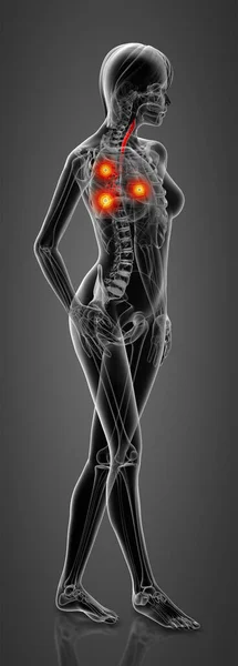 Reso Dell Anatomia Femminile Bronchi Vista Laterale — Foto Stock