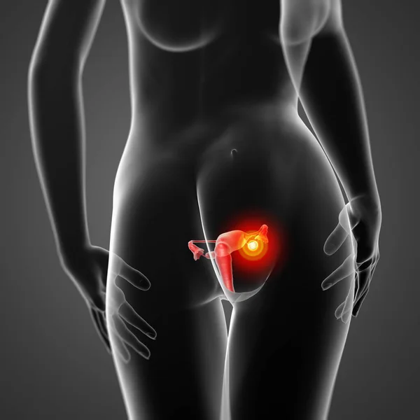 女性の生殖システム 背面図 — ストック写真