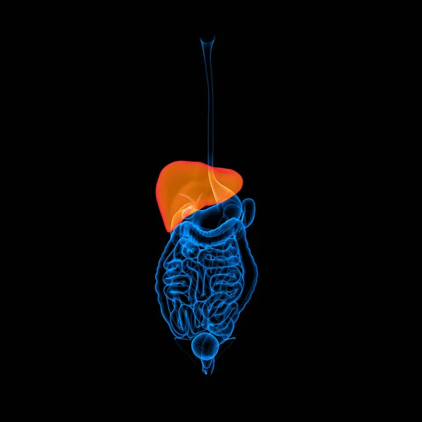 Sistema Digestivo Umano Fegato Colore Rosso Vista Frontale — Foto Stock