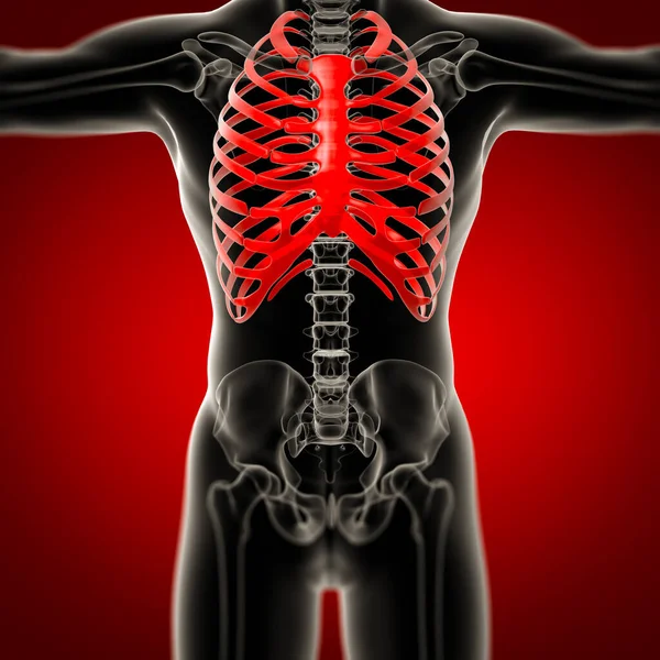 Render Illustration Male Rib Cage Front View — Stock Photo, Image
