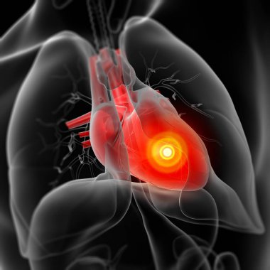 3d render insan kalbi - kadar yakın