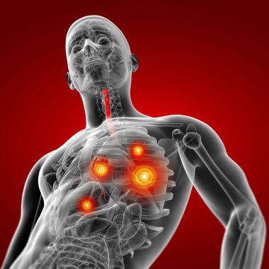 3D render akciğerlere görünür bronşlar - alttan görünüm