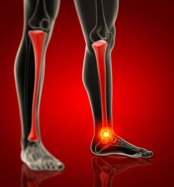 3d render human tibia - side view clipart