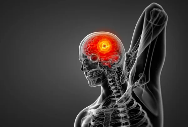 Render Insan Beyni Anatomi Önden Görünüm — Stok fotoğraf