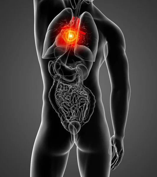 Rendered Human Heart Back View — Stock Photo, Image