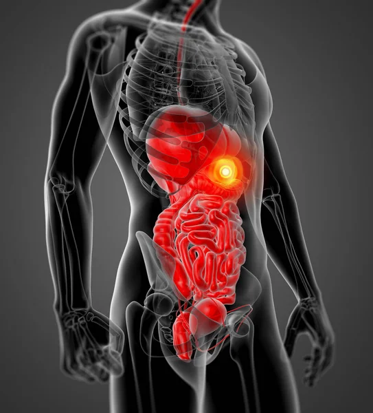 Insan Sindirim Sistemi Yan Görünüm — Stok fotoğraf