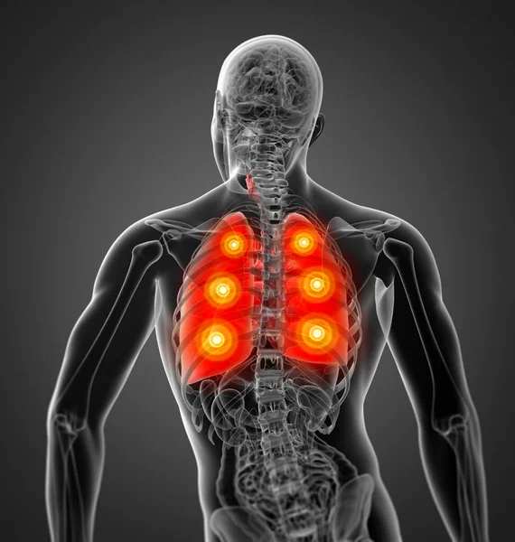 Rendered Illustration Lung Back View — Stock Photo, Image