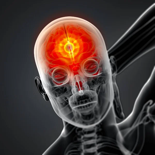 Render Human Brain Anatomy Front View — Stock Photo, Image