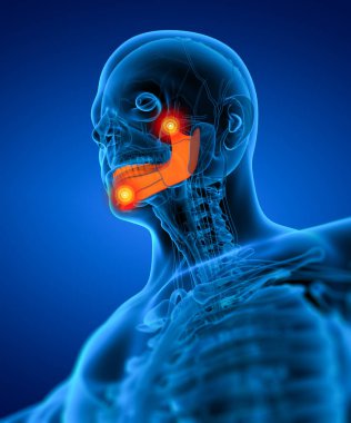 tıbbi çizimi bir çene kemiği - alttan görünüm