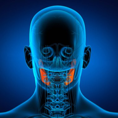 tıbbi çizimi bir çene kemiği - arkadan görünüm