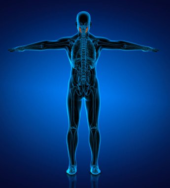 tıbbi çizimi bir çene kemiği - arkadan görünüm