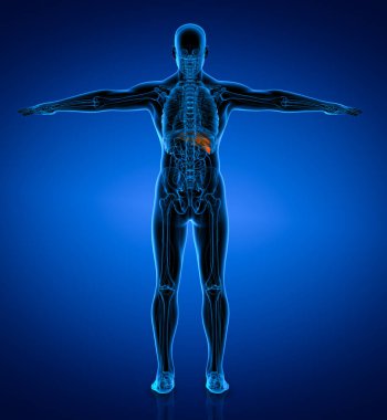 Anatomi insan karaciğer x-ray görünümü - arkadan görünüm