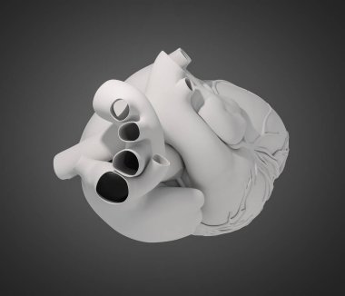 İnsan Kalbi 'nin 3 boyutlu çizimi