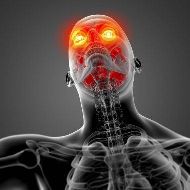 insan beyin x ışını - alttan görünüm