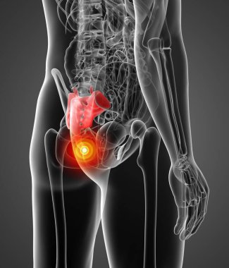 3D render illüstrasyon sakrum kemiği - yan görünüm