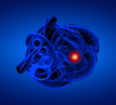 İnsan kalbi - anatomi - Üstten Görünüm