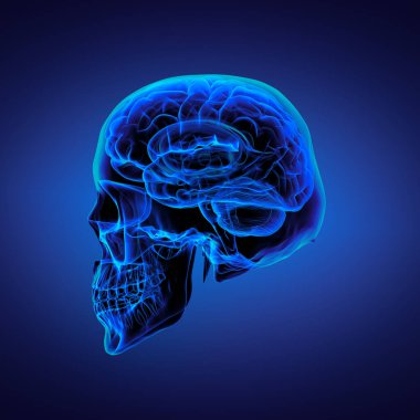 insan beyin x ışını - kafatası x ışını