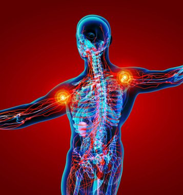 lenfatik sistem - arkadan görünüm