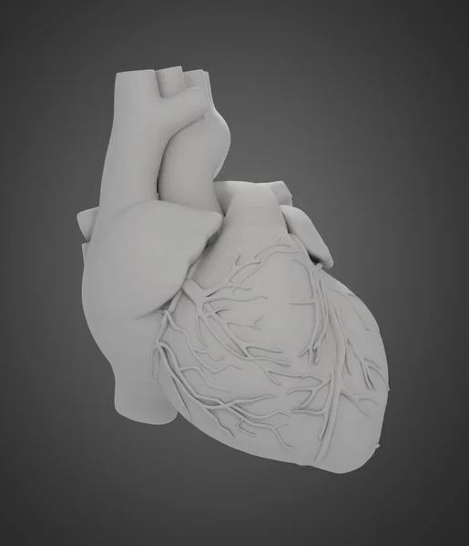 Human Heart Front View — Stock Photo, Image