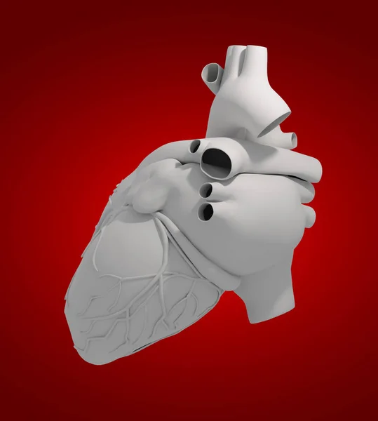 Human Heart Back View — Stock Photo, Image