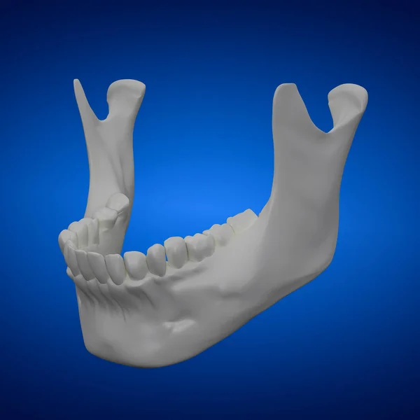 Rendered Illustration Jaw Bone — Stock Photo, Image