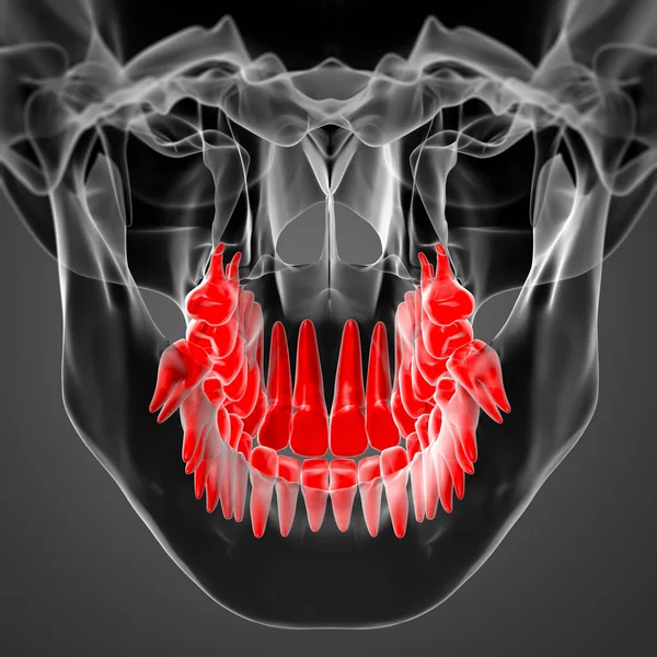Schädel Mit Sichtbaren Roten Zähnen Ansicht Von Unten — Stockfoto