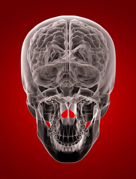 Рентген Мозга Человека Вид Снизу — стоковое фото