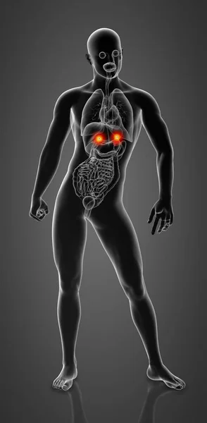 Renderizar Anatomia Adrenal Visão Frontal — Fotografia de Stock