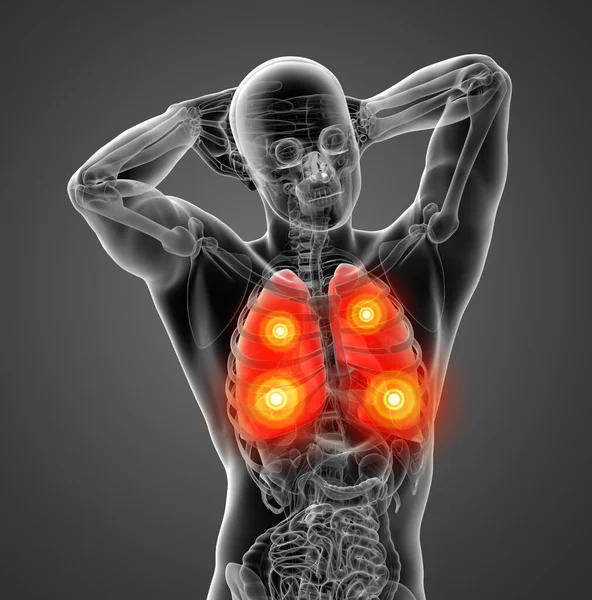 Ludzki Układ Oddechowy Rentgenie Widok Przodu Płuc — Zdjęcie stockowe