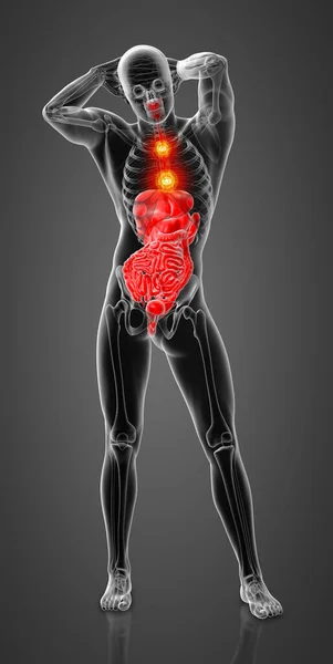 Ilustração Sistema Digestivo Humano — Fotografia de Stock