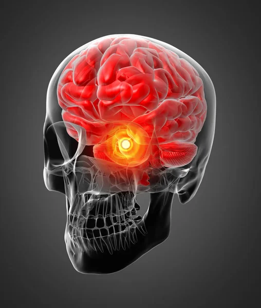 Rayos Del Cerebro Humano Vista Lateral — Foto de Stock