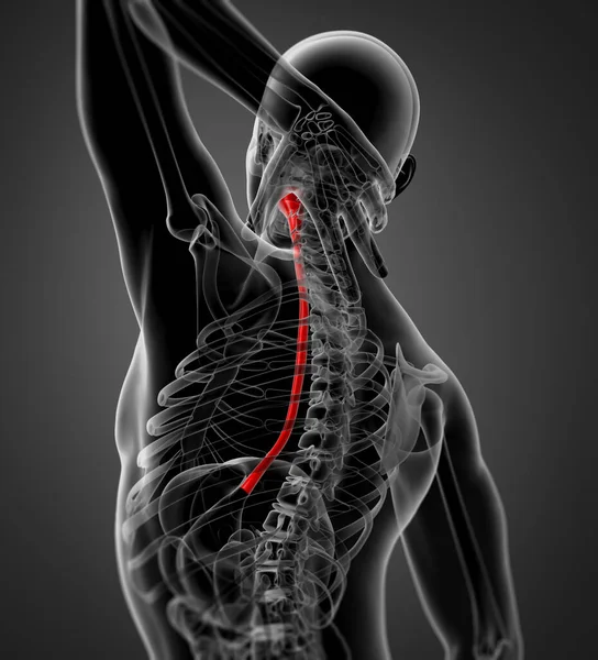 Оказана Иллюстрация Пищевода — стоковое фото