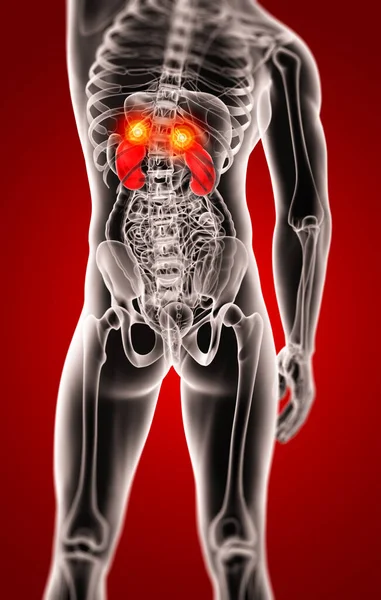 Rendered Illustration Kidneys — Stock Photo, Image