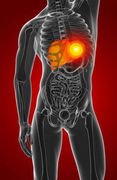人体消化系统肝脏 — 图库照片