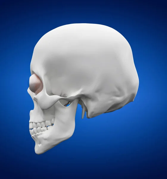 Render Hman Skull Seitenansicht — Stockfoto