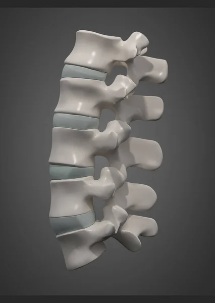 レンダリングされた図腰椎側面ビュー — ストック写真